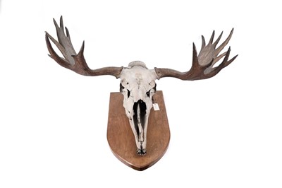 Lot 178 - A moose skull and antlers