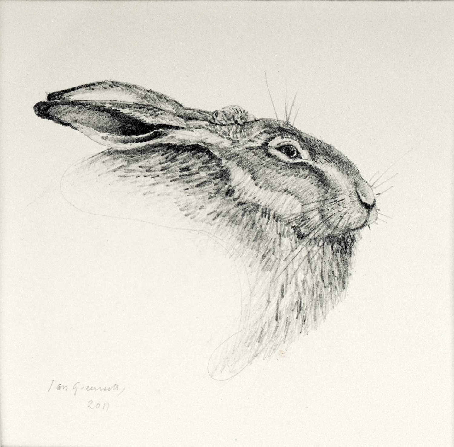 Lot 584 - Ian Greensitt - Hare | pencil drawing