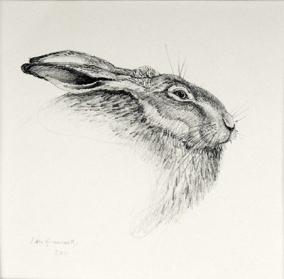 Lot 584 - Ian Greensitt - Hare | pencil drawing