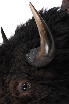 Lot 179 - A North American bison head