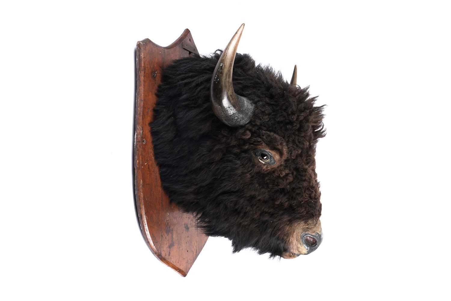 Lot 179 - A North American bison head