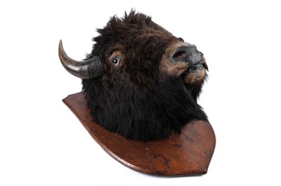 Lot 179 - A North American bison head