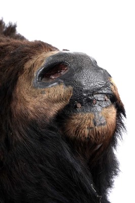 Lot 179 - A North American bison head