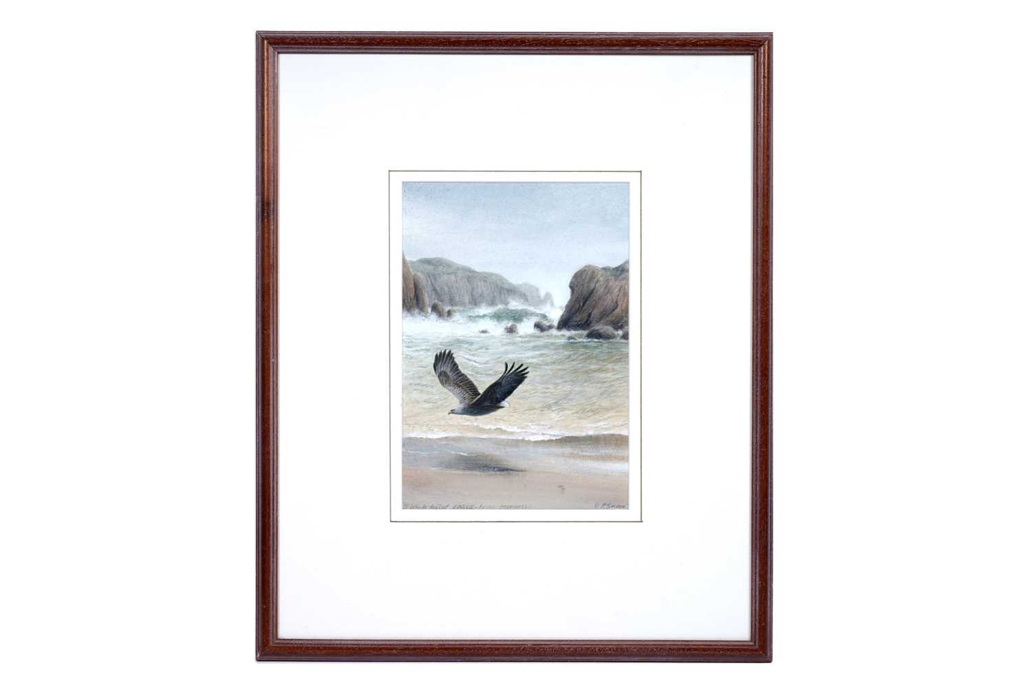 Lot 684 - Philip Snow - White Tailed Eagle, NW Hebrides | watercolour