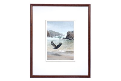 Lot 50 - Philip Snow - White Tailed Eagle, NW Hebrides | watercolour