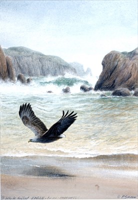 Lot 684 - Philip Snow - White Tailed Eagle, NW Hebrides | watercolour