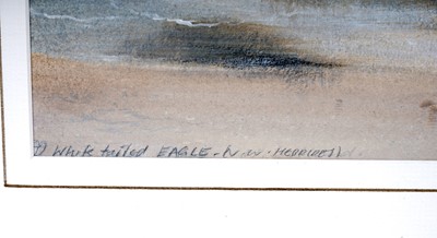 Lot 684 - Philip Snow - White Tailed Eagle, NW Hebrides | watercolour