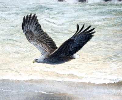 Lot 684 - Philip Snow - White Tailed Eagle, NW Hebrides | watercolour