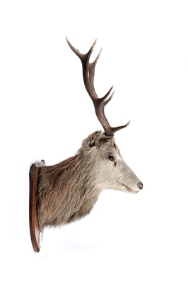 Lot 169 - A taxidermy stag's head