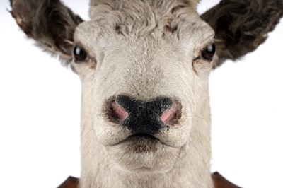 Lot 169 - A taxidermy stag's head