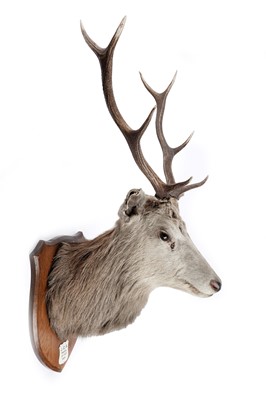 Lot 169 - A taxidermy stag's head