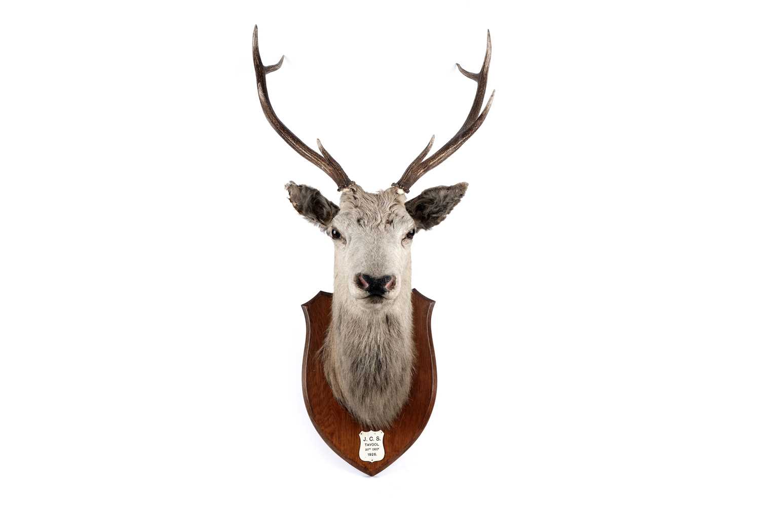 Lot 169 - A taxidermy stag's head