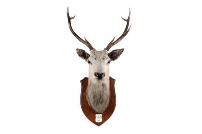 Lot 169 - A taxidermy stag's head