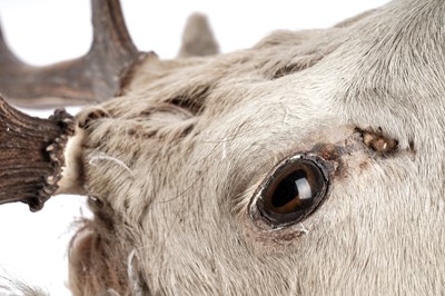 Lot 169 - A taxidermy stag's head
