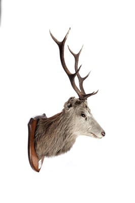 Lot 169 - A taxidermy stag's head