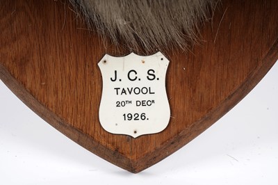 Lot 169 - A taxidermy stag's head
