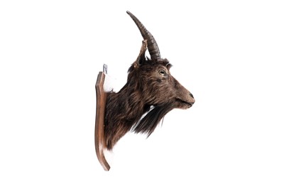 Lot 170 - A taxidermy a goat's head