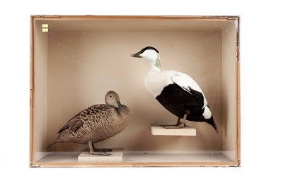 Lot 171 - A cased male and female common Eider ducks
