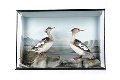 Lot 172 - Two cased Maganza ducks