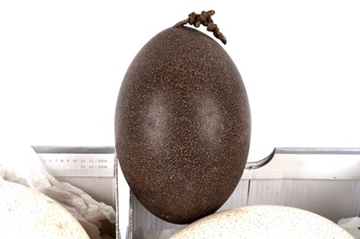 Lot 173 - Five various eggs