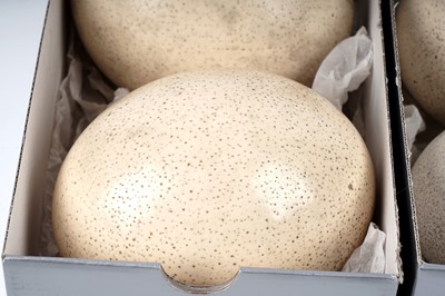 Lot 173 - Five various eggs