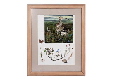 Lot 622 - Sheila Gertrude Mackie - Curlew and chick with botanical studies | mixed media