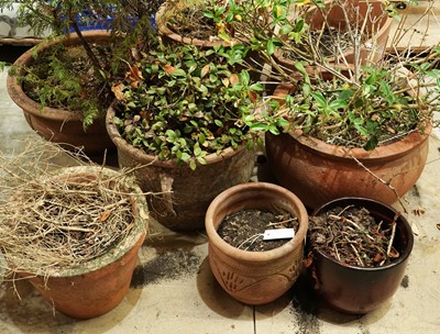 Lot 334 - Seven terracotta planters; and a single salt glazed plant pot