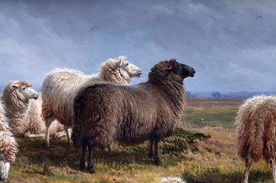 Lot 1 - Charles "Sheep" Jones - Sheep on a hill | oil