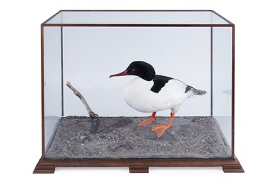 Lot 788 - A taxidermy study of Goosander
