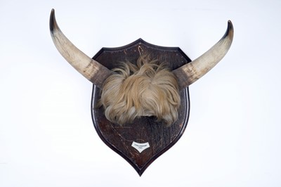 Lot 303 - Taxidermy: a pair of Chillingham Cattle horns