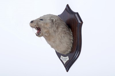 Lot 305 - Taxidermy: a Rowland Ward Wallington Otter 1925