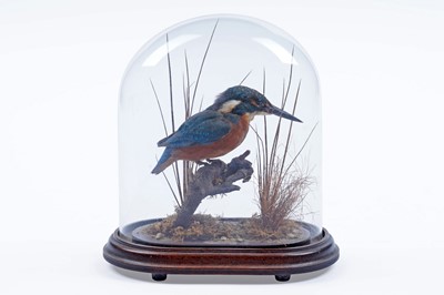 Lot 306 - Taxidermy: study of a kingfisher