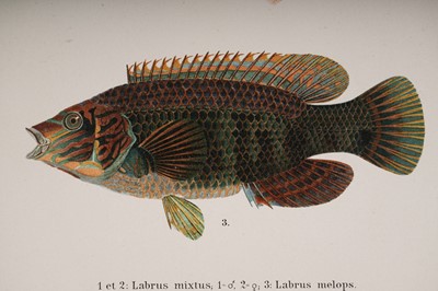 Lot 208 - Skandinaviens Fiskar by Wilhelm Von Wright | 1892