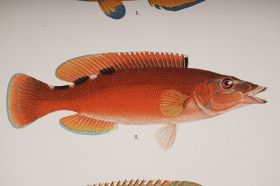 Lot 208 - Skandinaviens Fiskar by Wilhelm Von Wright | 1892