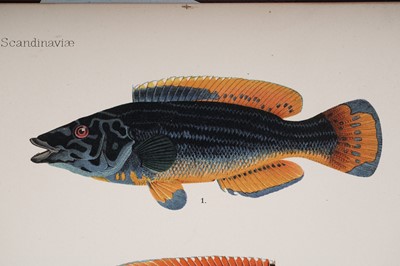 Lot 208 - Skandinaviens Fiskar by Wilhelm Von Wright | 1892
