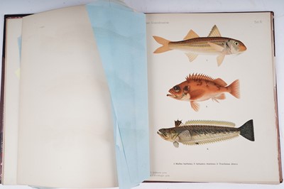 Lot 208 - Skandinaviens Fiskar by Wilhelm Von Wright | 1892