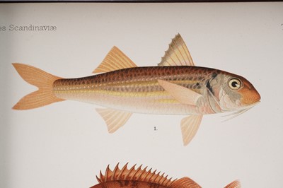 Lot 208 - Skandinaviens Fiskar by Wilhelm Von Wright | 1892
