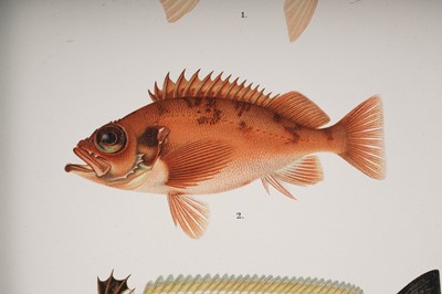 Lot 208 - Skandinaviens Fiskar by Wilhelm Von Wright | 1892