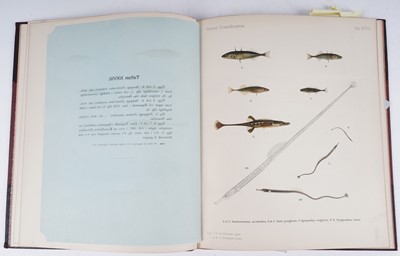 Lot 209 - Skandinaviens Fiskar by Wilhemn Von Wright | 1895