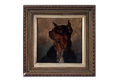 Lot 1518 - 19th Century British School - Study of a Chihuahua | oil