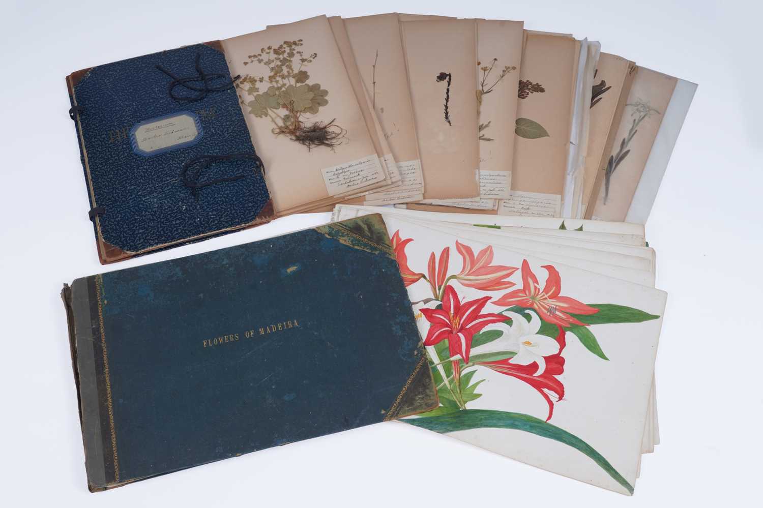 Lot 111 - Two Victorian albums of flower specimens and watercolour studies