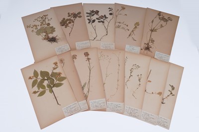 Lot 111 - Two Victorian albums of flower specimens and watercolour studies