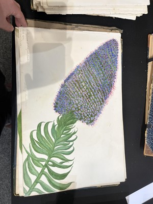 Lot 111 - Two Victorian albums of flower specimens and watercolour studies