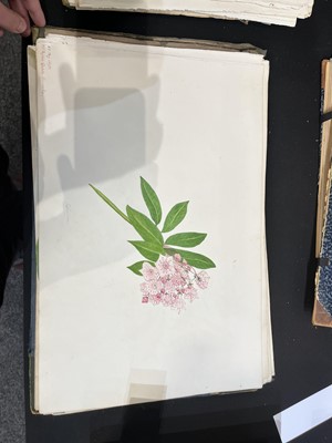 Lot 111 - Two Victorian albums of flower specimens and watercolour studies