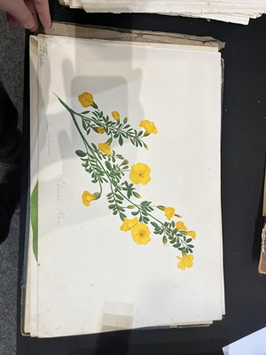 Lot 111 - Two Victorian albums of flower specimens and watercolour studies