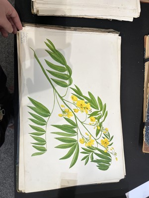 Lot 111 - Two Victorian albums of flower specimens and watercolour studies