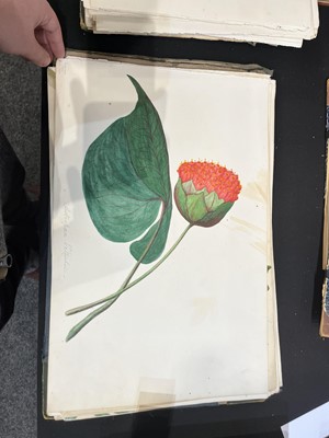 Lot 111 - Two Victorian albums of flower specimens and watercolour studies