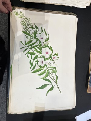 Lot 111 - Two Victorian albums of flower specimens and watercolour studies