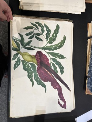 Lot 111 - Two Victorian albums of flower specimens and watercolour studies