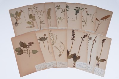 Lot 111 - Two Victorian albums of flower specimens and watercolour studies